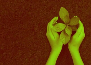 Foto manos cuidando una planta